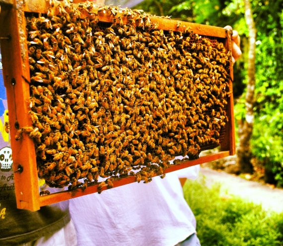 Die Bohol Bienenfarm
