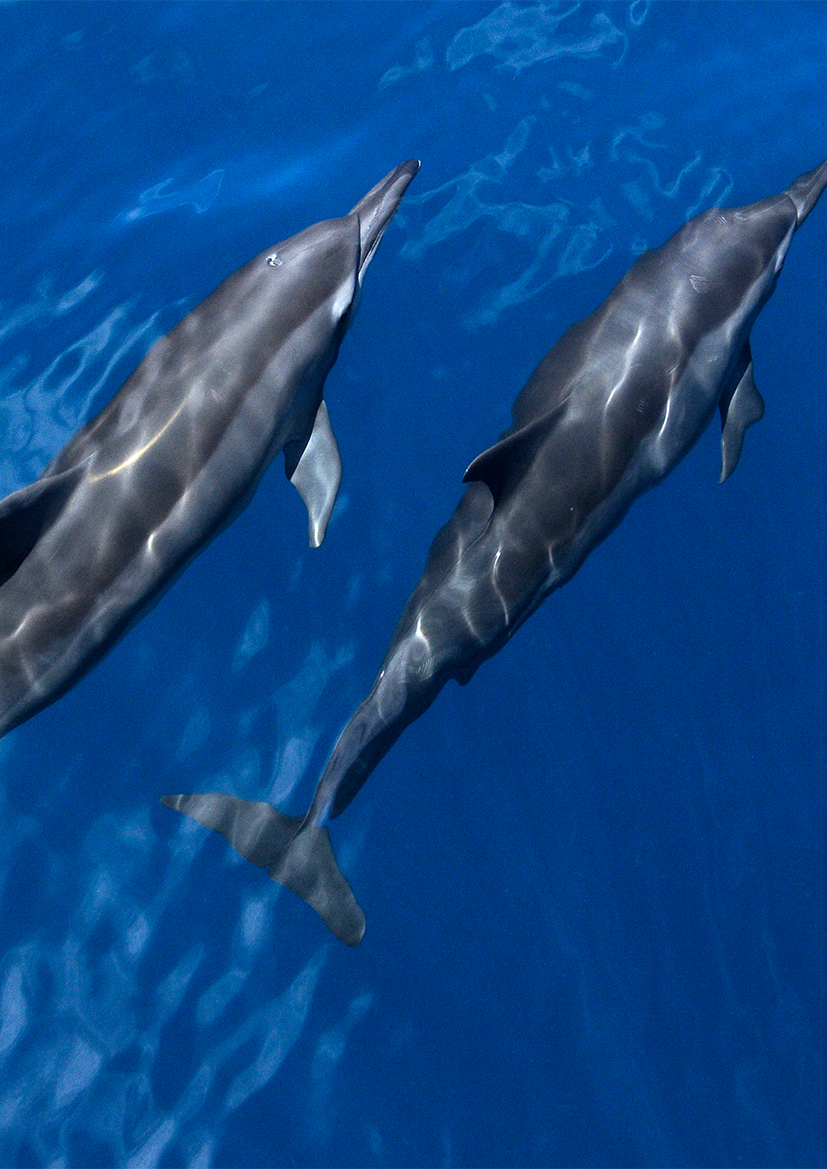 Delphin beobachten