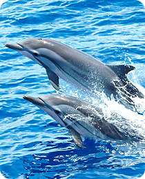 Delphin beobachten