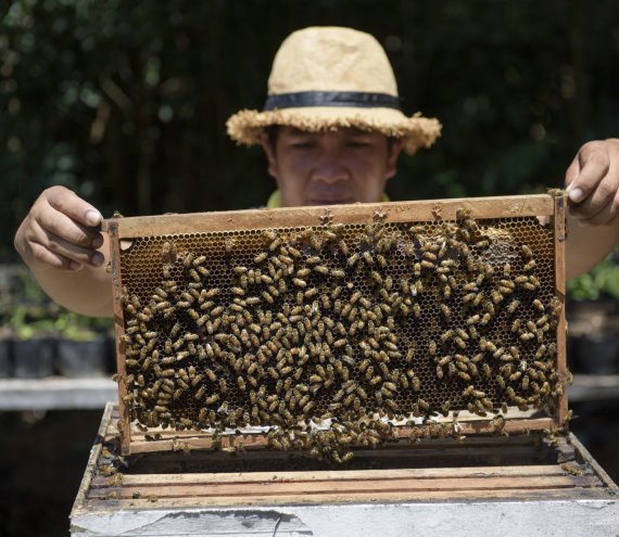 Die Bohol Bienenfarm