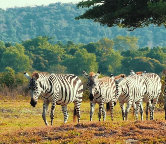 Der Calauit Island Safari Park