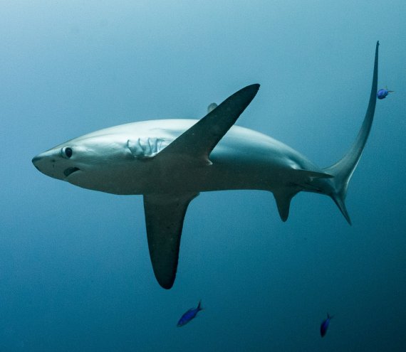 Malapascua
