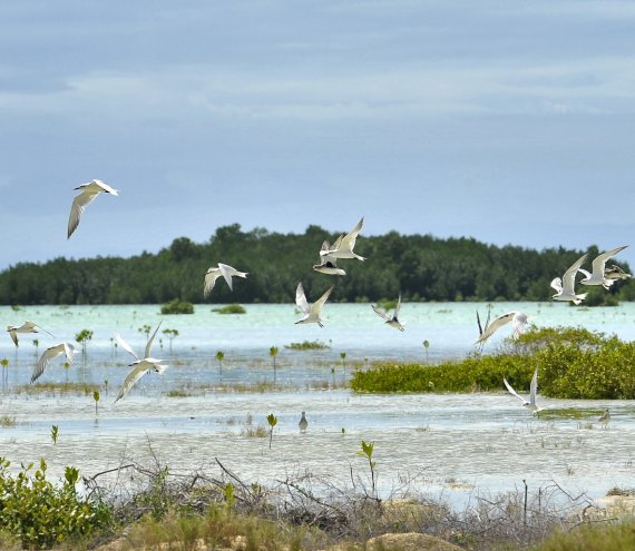 Der Naturschutzgebiet Olango Insel