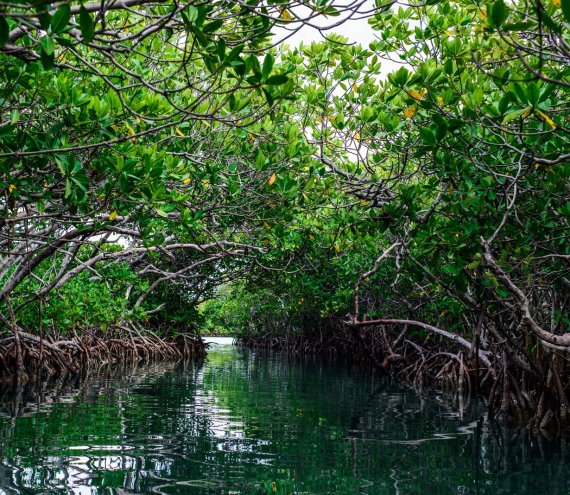Puerto Galera Mangrove Conservation Area
