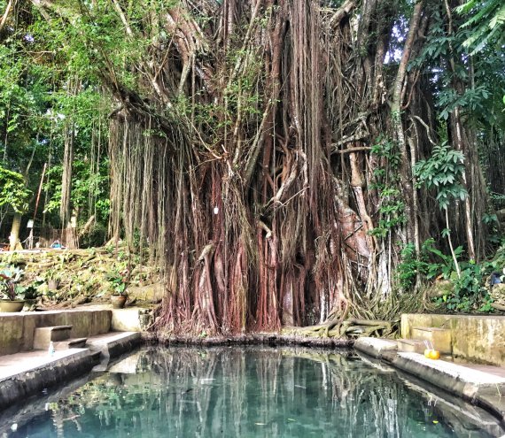 Alter zauberhafter Balete-Baum