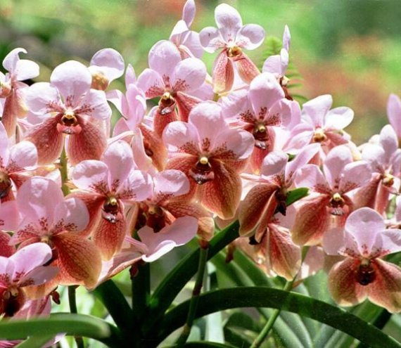 Davao Philippine Eagle und Orchideen Tour