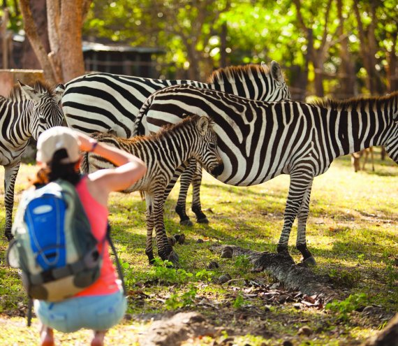 Der Calauit Island Safari Park