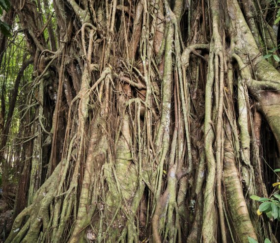 Alter zauberhafter Balete-Baum