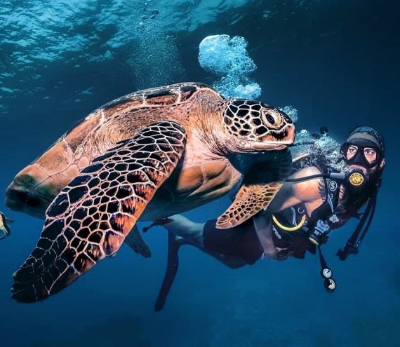 Agpanabat Sea Turtle Sanctuary